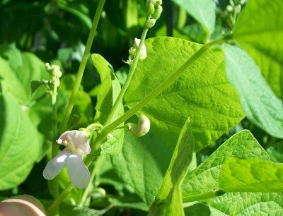 kidney bean seeds to plant Bean