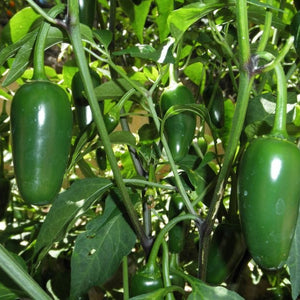 image_15