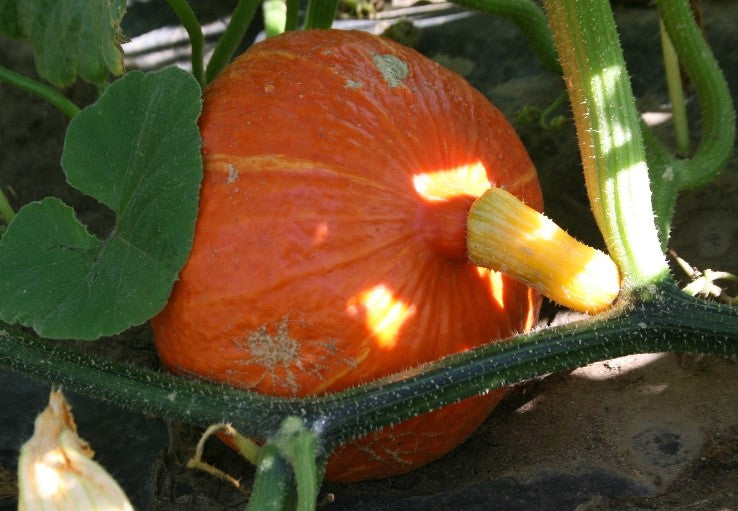 image_7