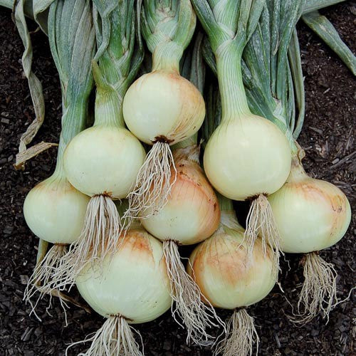 Ailsa Craig Onion Seeds Wildrose Heritage Seed Company