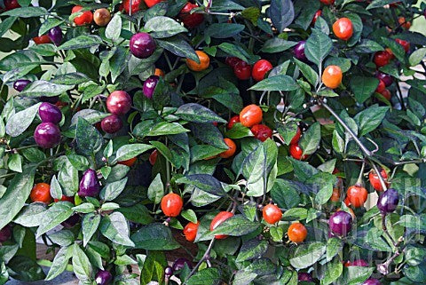 image_16