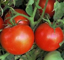 Tomato - Brandywine Red (IND)