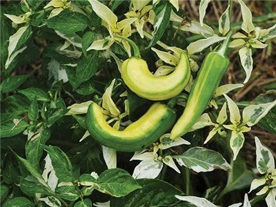 fish fertilizer pepper plants Fish Hot Pepper Seeds – Wildrose Heritage Seed Company