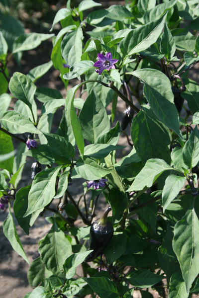 Black Hungarian Hot Pepper Seeds – Wildrose Heritage Seed Company