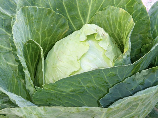 Early Jersey Wakefield Cabbage – Bonnie Plants