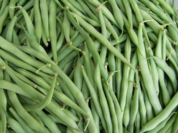 Painted Pony Bean Seeds – Wildrose Heritage Seed Company