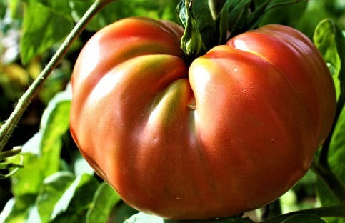 Brandywine Red Tomato Seeds – Wildrose Heritage Seed Company