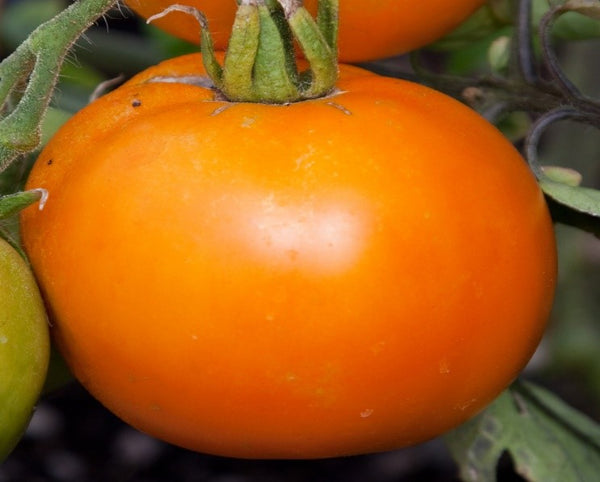 Tomato - Brandywine Red (IND)