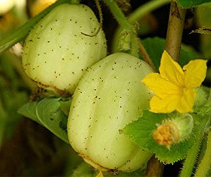 Cucumber