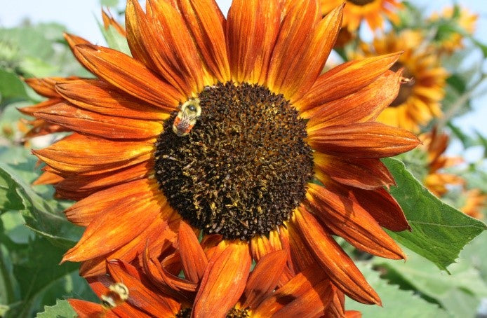 image_7
