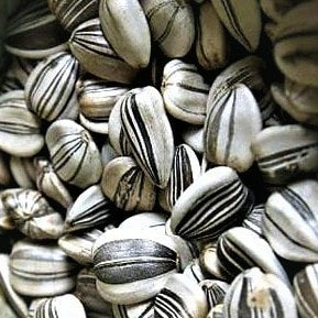 striped sunflower seeds for planting Large Grey Stripe Sunflower Heirloom Seeds – Wildrose Heritage Seed Company