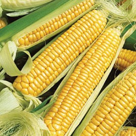 image_49