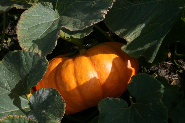 Cinderella Pumpkin Seeds – Wildrose Heritage Seed Company