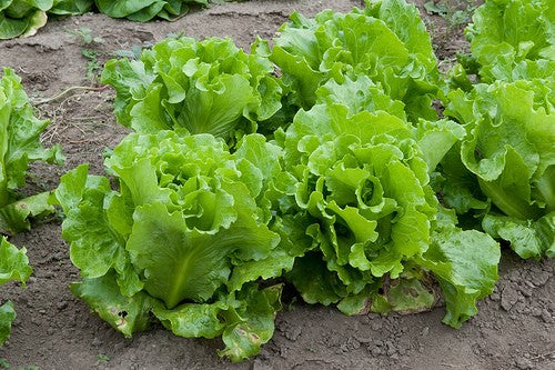black seeded simpson lettuce planting Lettuce