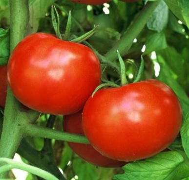 Tomato - Determinate