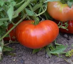 Tomato - Indeterminate