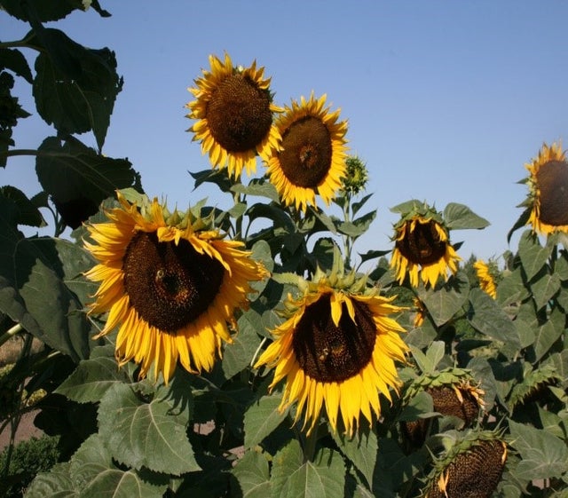 Sunflower (Giant)