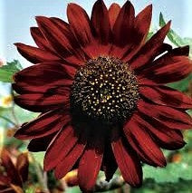 Sunflower (Dwarf)