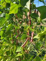 Bean - Bingo Pole