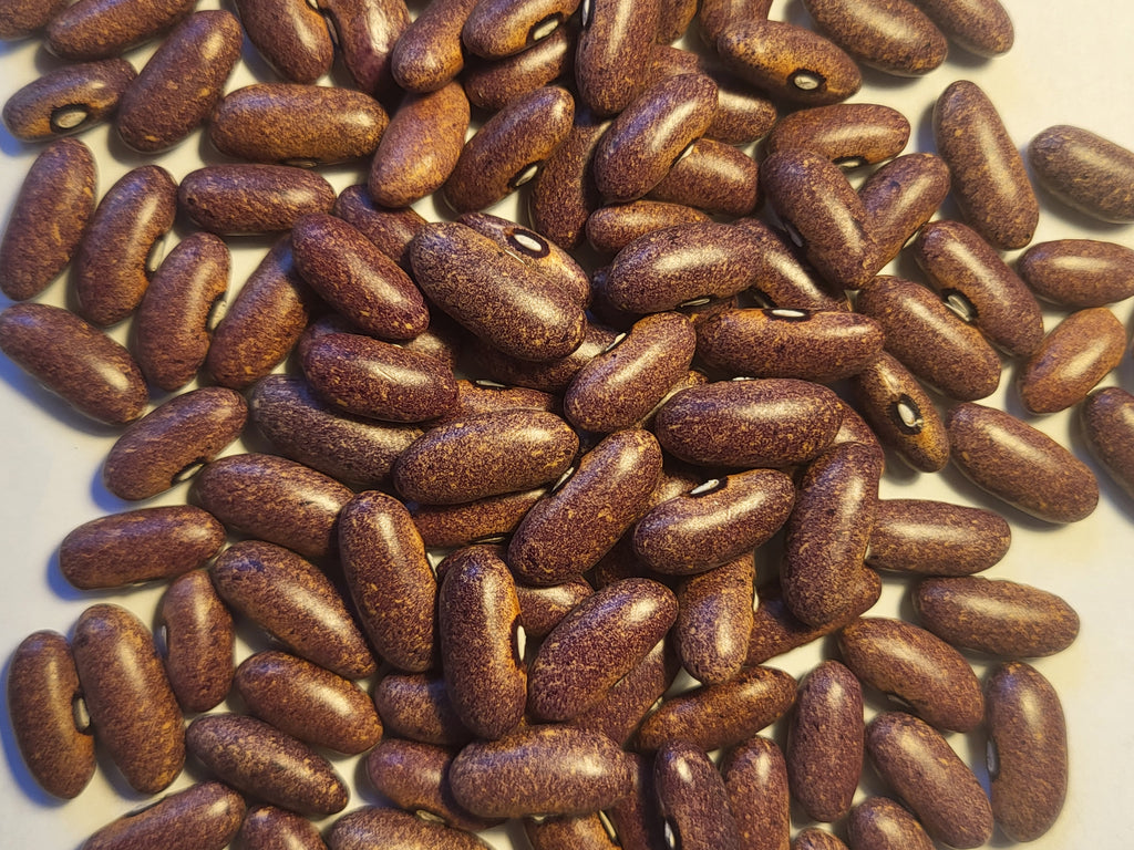 wild rose seed company Bean