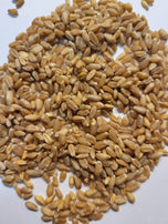 Egyptian (Bread) Wheat