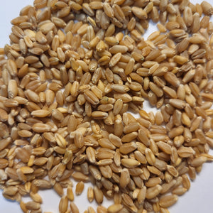 Egyptian (Bread) Wheat