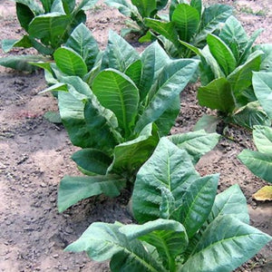 does tobacco cause depression Smoking & Struggling: Nicotine Dependence & Co-Morbid Psychiatric Illnesses — Seattle Psychiatrist — Seattle Anxiety Specialists does tobacco cause depression Smoking & Struggling: Nicotine Dependence & Co-Morbid Psychiatric Illnesses — Seattle Psychiatrist — Seattle Anxiety Specialists