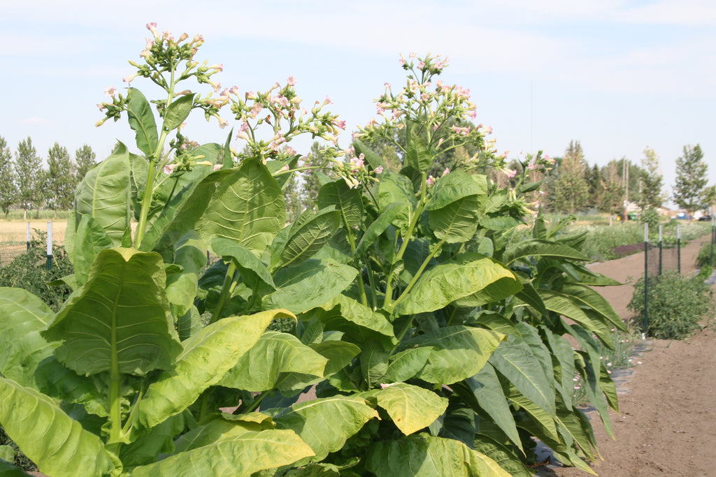 unlimited tobacco SMOKES UNLIMITED - Updated May 2026 - 104 Thornburg Dr NE, Conover, North Carolina - Tobacco Shops - Phone Number unlimited tobacco SMOKES UNLIMITED - Updated May 2026 - 104 Thornburg Dr NE, Conover, North Carolina - Tobacco Shops - Phone Number