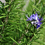 Rosemary