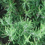 Rosemary