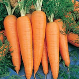 Carrot - St Valery