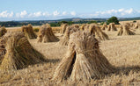 Egyptian (Bread) Wheat