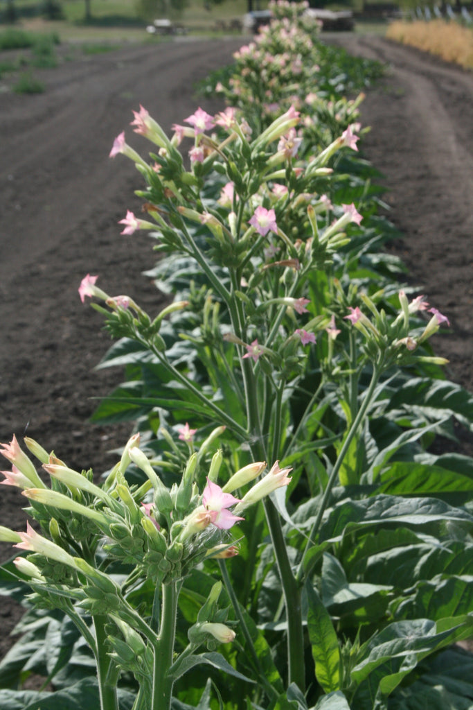 tobacco bairnsdale Burley 21 Tobacco Heirloom Seeds – Wildrose Heritage Seed Company tobacco bairnsdale Burley 21 Tobacco Heirloom Seeds – Wildrose Heritage Seed Company