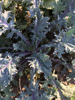 Kale - Russian Red