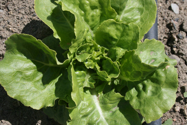 Lettuce - Buttercrunch