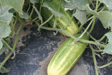 Cucumber - National Pickling