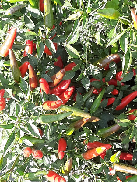 Volcano Pepper Thai Volcano Hot Pepper Seeds – Wildrose Heritage Seed Company