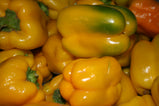 Pepper - Sunbright Yellow Bell