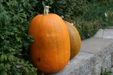 Pumpkin - Spooky