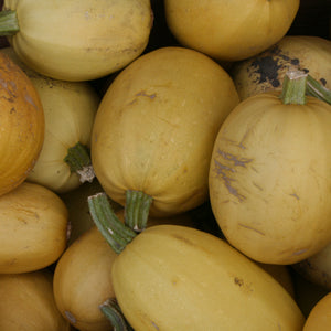 thumbnail image 2 of Sugar Pie Pumpkin Seeds – Sweet For Pies, Small & Round – 7 Heirloom Seeds 2 of 5