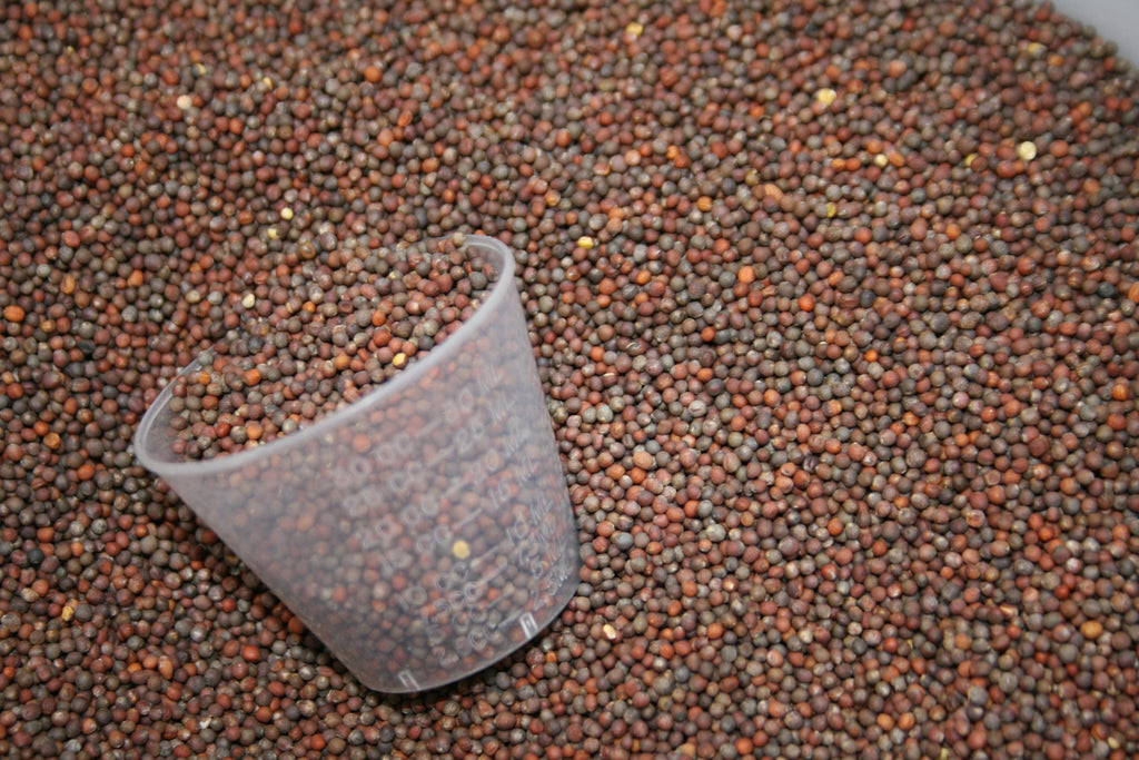 wild rose seed company Broccoli