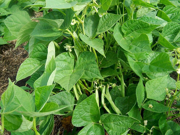 pinto bean seeds for planting Pinto Bean Seeds – Wildrose Heritage Seed Company