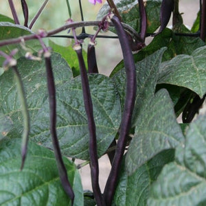 black bean indoor plant Black Turtle Dry Bean Seeds – Wildrose Heritage Seed Company