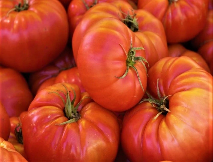 Brandywine Red Tomato, Heirloom Vegetable