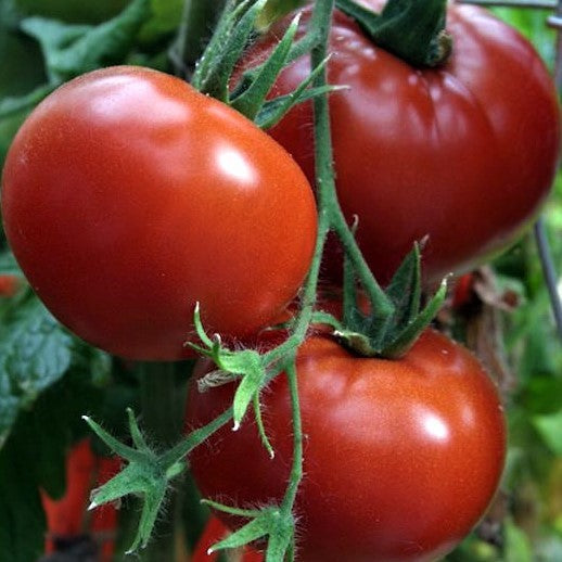 Crimson Sprinter Tomato Heirloom Seeds – Wildrose Heritage Seed Company