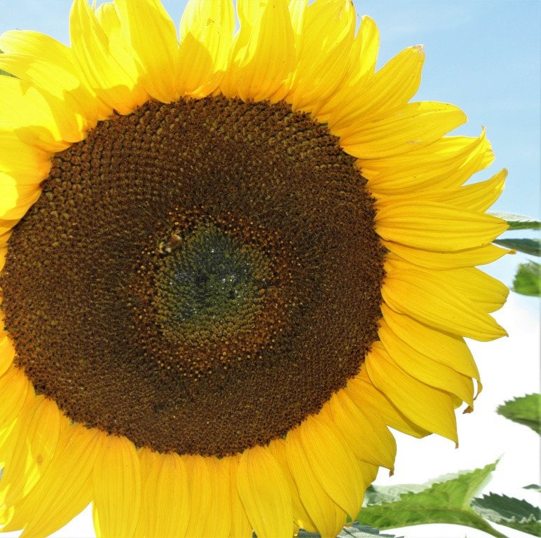 striped sunflower seeds for planting Large Grey Stripe Sunflower Heirloom Seeds – Wildrose Heritage Seed Company