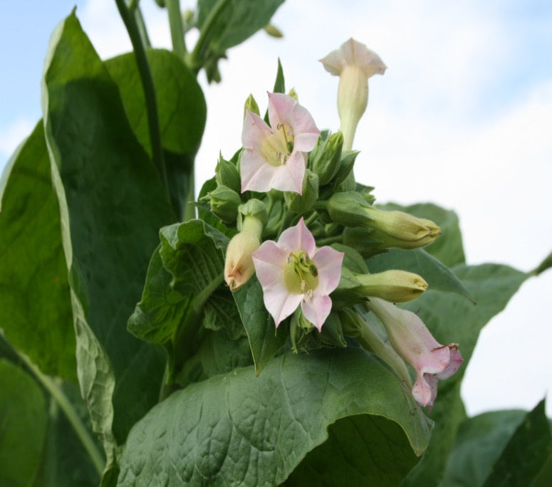 ennerdale tobacco review Gawith, Hoggarth & Co. Ennerdale Flake (50G)