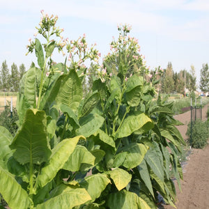 virginia gold tobacco plant Tobacco virginia gold tobacco plant Tobacco