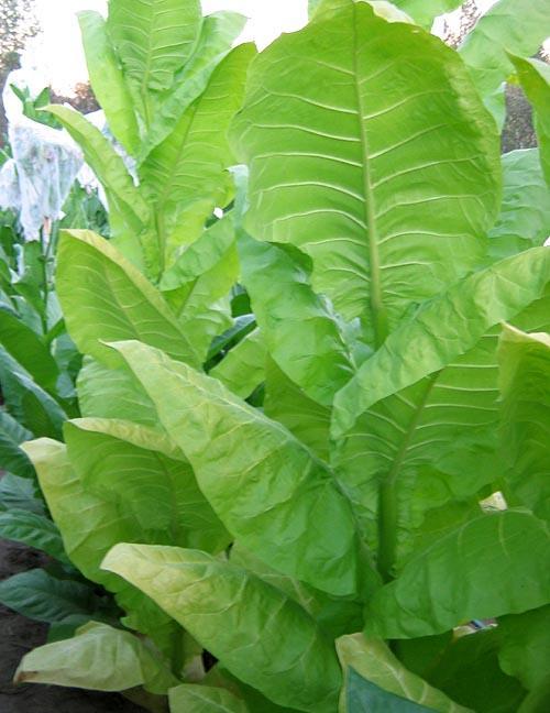 Burley 21 Tobacco Heirloom Seeds – Wildrose Heritage Seed Company