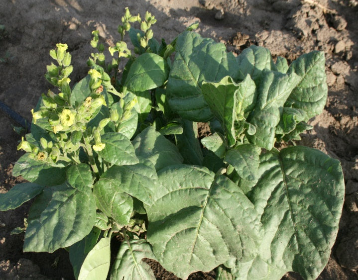 tobacco leaf processing Flowchart illustrating the process of tobacco leaf waste under study tobacco leaf processing Flowchart illustrating the process of tobacco leaf waste under study